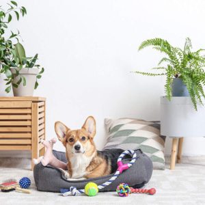 Pet Supplies